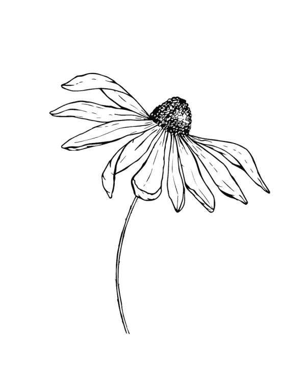 As aandenken bloem echinacea tekening