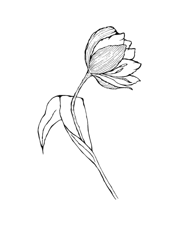 As cadeau tulp tekening