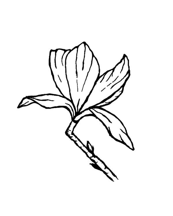 As kunst aandenken magnolia